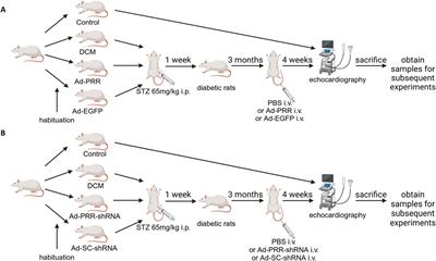 (Pro)renin receptor aggravates myocardial pyroptosis in diabetic cardiomyopathy through AMPK-NLRP3 pathway